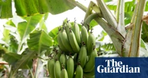 Climate crisis threatens the banana, the world’s most popular fruit, research shows