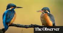 In brief: Hum; The Life of Birds; In Writing – review