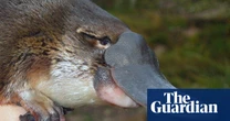 Oldest platypus found in the wild is ‘beyond all our expectations’, say researchers
