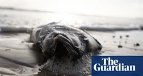 SA algae crisis ‘incredibly disturbing’ but federal government won’t declare natural disaster, Watt says