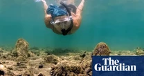 ‘I am so happy to see them!’: fan mussels are back in Europe’s waters – but can scientists keep them alive?