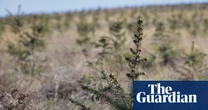 Tax-break trees: how woodland became a store of wealth for the rich