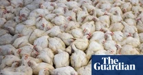 Global boom in livestock farming since 2006 is piling pressure on nature, report finds