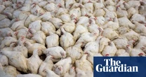 US becoming ‘factory farming nation’: key takeaways from the agriculture census
