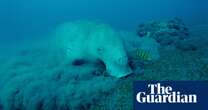 ‘We rarely see them now’: just how vulnerable are Vanuatu’s dugongs?