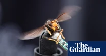 Post-it notes and tiny trackers: behind the race to stop Asian hornets thriving in the UK