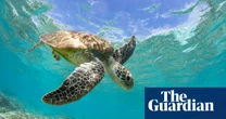 NSW shark nets to be removed a month early as more turtles head south in summer