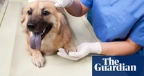 UK vets could face price caps after charges rise 60% in eight years