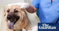 Pet prescriptions could be capped at £21 under proposed vet sector reforms
