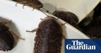 More than 100,000 cockroaches worth $200,000 seized from NSW breeder in record-breaking bust