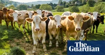 Extreme heatwaves may cause global decline in dairy production, scientists warn
