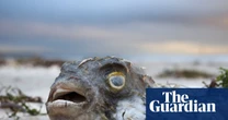 South Australian premier declares algal bloom catastrophe a ‘natural disaster’ in defiance of federal Labor