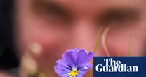 Blossoming among spoil heaps: how 1,000 years of lead mining gave birth to banks of pansies and pennycress
