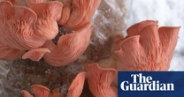 Mushroom-growing boom could cause biodiversity crisis, warn UK experts