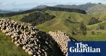 New Zealand accused of ‘full-blown climate denial’ over cuts to methane reduction targets