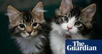 Cat owners asked to share pets’ quirks for genetic study