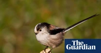 ‘A break from scrolling’: how Gen Z fell in love with birding – podcast