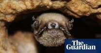 Biology How disinfecting an old US mineshaft saved a colony of little brown bats