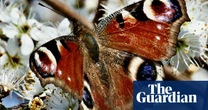 As British butterflies head north, scientists ask public to help track migration