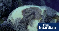 Great Barrier Reef coral bleaching event in 2024 most widespread and severe on record - video