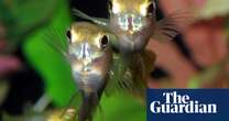 Prozac in waterways is changing how fish behave, research finds