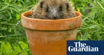 Beastly Britain by Karen R Jones review – how animals shaped British identity