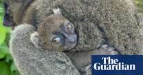 Cotswold wildlife park successfully breeds endangered Madagascan lemur