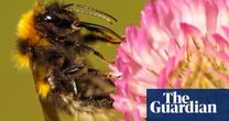 Glitching maps, missing bees and antique cheese – take the Thursday quiz