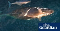 Researchers puzzled as baby whales spotted in unexpected places along Australia’s ‘humpback highway’