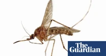 ‘Horrifying. Gross’: mosquitoes bug Houston after recent storms
