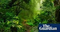 ‘Half the tree of life’: ecologists’ horror as nature reserves are emptied of insects