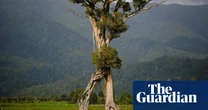 Stride of New Zealand: ancient ‘walking tree’ wins tree of the year