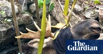 Maine wardens save moose smooshed in abandoned well in five-hour rescue