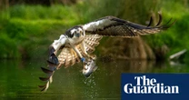 Week in wildlife in pictures: a hunting osprey, a golf-loving snake and a hedgehog in a war zone