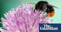 UK bumblebee numbers fell to lowest on record in 2024, shows data