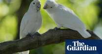 Food-dunking parrots reveal humans are not alone in preferring snacks soggy