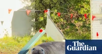Neil the seal wreaks beautiful havoc in southern Tasmania – video