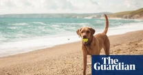 ‘The hotel had a dog spa’: readers’ favourite dog-friendly holidays