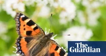 Britain’s butterflies bounce back in annual count – but only to average levels