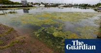 Pollution plan ‘must cut intensive farming for Lough Neagh to survive’