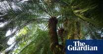 Cycads The primeval plants getting rarer – and harder to protect