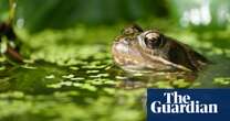 Britain embraces pond life as aquatic garden plant sales boom