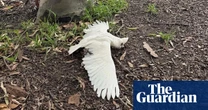 Common pesticide caused mass death of little corellas, NSW environment watchdog confirms