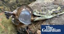 Carpet python discovered with platypus in its mouth in Australian creek – video