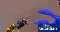 Asian hornet’s unique buzz may hold secret to containing invasive species