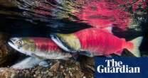 Canada to ban open-net pen salmon farming in British Columbia