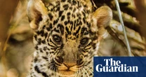 ‘A cemetery of trees’: vast green expanses turned to dust as loggers plunder South America’s Gran Chaco