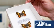 The great butterfly heist: how a gentleman collector stole thousands of butterflies from Australian museums