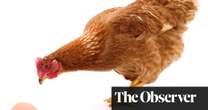 Chicken or egg? One zoologist’s attempt to solve the conundrum of which came first