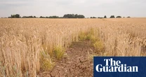 ‘Climateflation’ could push up UK food prices by more than a third by 2050, report says
